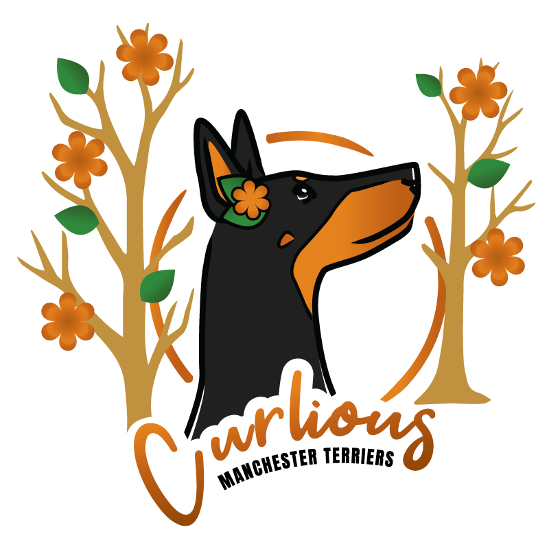 Spring version of the Curlious Manchester Terriers logo, featuring a black and tan Manchester Terrier in an orange circle with budding trees sprouting new leaves and orange flowers.