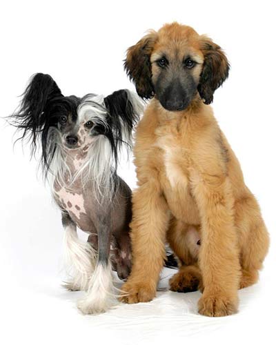 a hairless chinese crested sits next to a puppy afghan hound