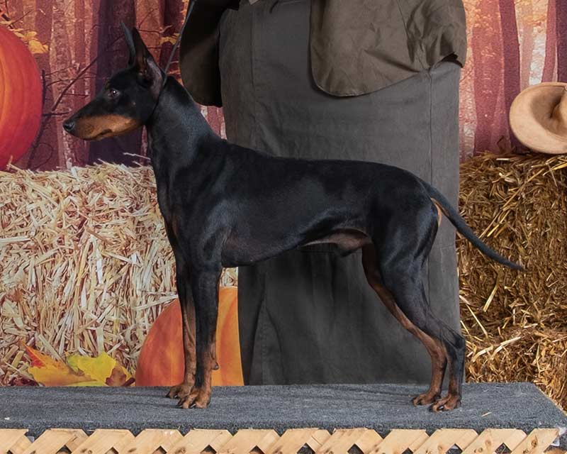 Blitzø | RBIS CH Curlious Devil's Advocate RN TDCH NS CA VN IBRH IBAR SD-A RAT | Win Photo from his Reserve Best in Show, owner-handled, under judge Dr. Terill Udenberg.