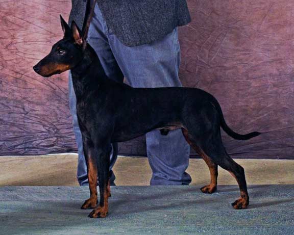 Booker | CH Curlious Book 'Em At Dragonsong