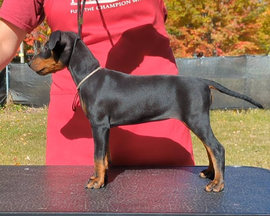 Yolo | Curlious I'll Give It A Shot