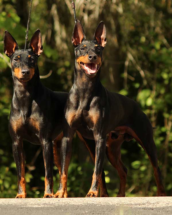 Littermates Alibi and Blitzo