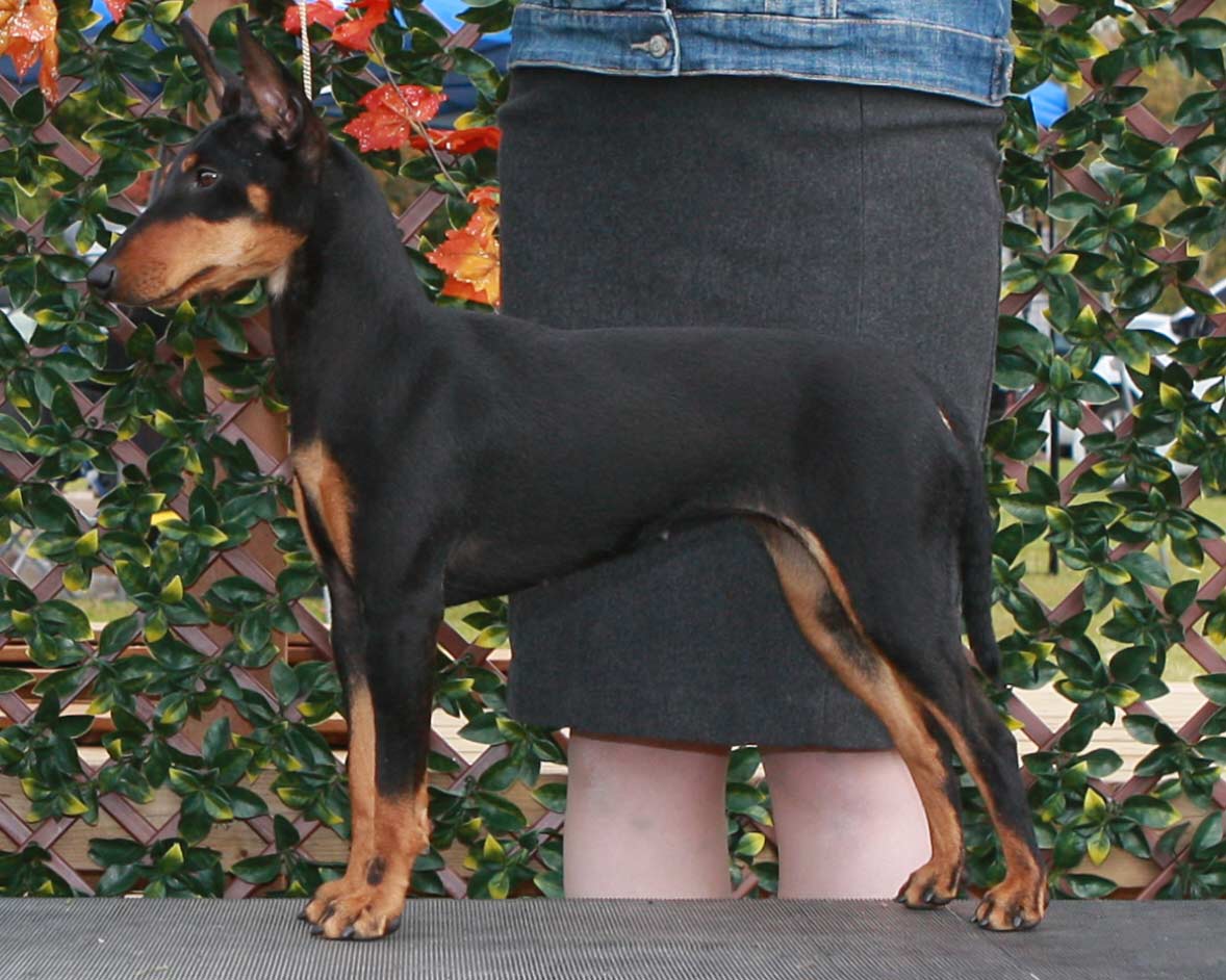 Iris wnning a Group 4th her first time out as a special | CH Tango's Long Time No See FITB ITD